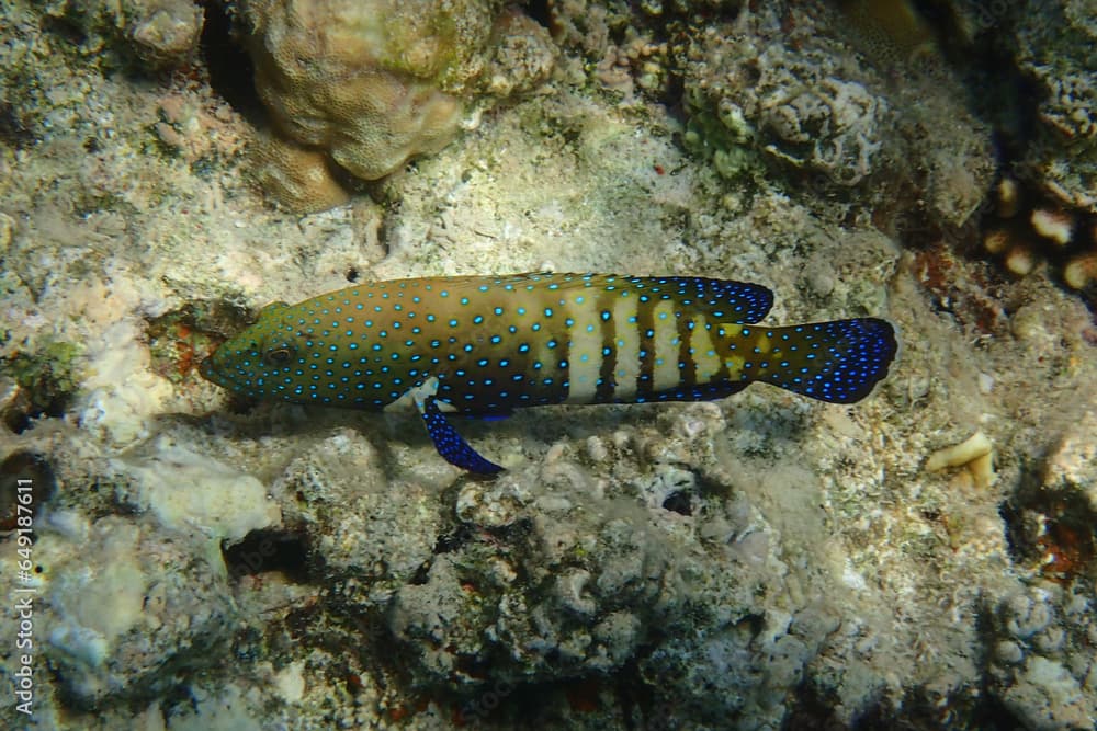 Cephalopholis argus fish in the red sea