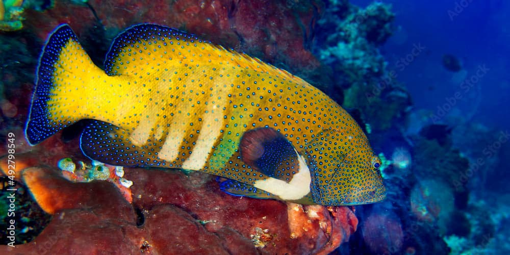 Peacock Rock, Cod Cephalopholis argus, Coral Reef, Bunaken National Marine Park, Bunaken, North Sulawesi, Indonesia, Asia