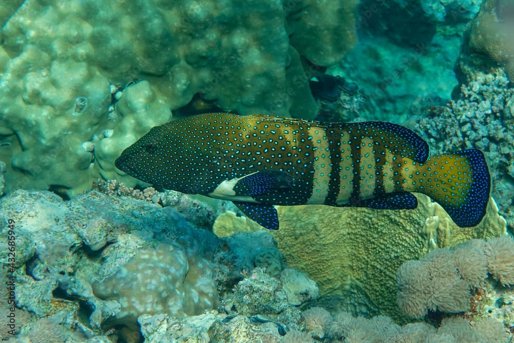 Peacock grouper (cephalopholis argus) - coral fish - Red sea