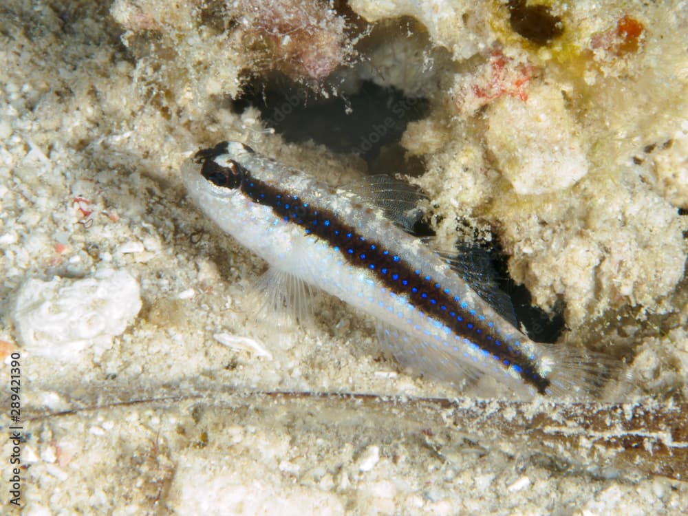 Striped Goby