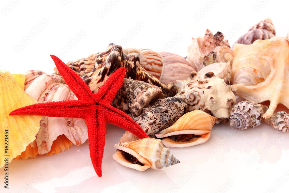 Sea star and sea shells