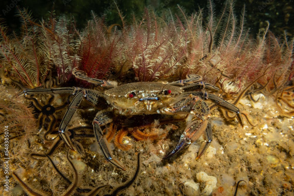 A velvet swimming crab in the clod waters of the UK with its distinctive red eyes surrounded brittle stars on the seabed also called devil crab, fighter crab, or lady crab, Necora puber
