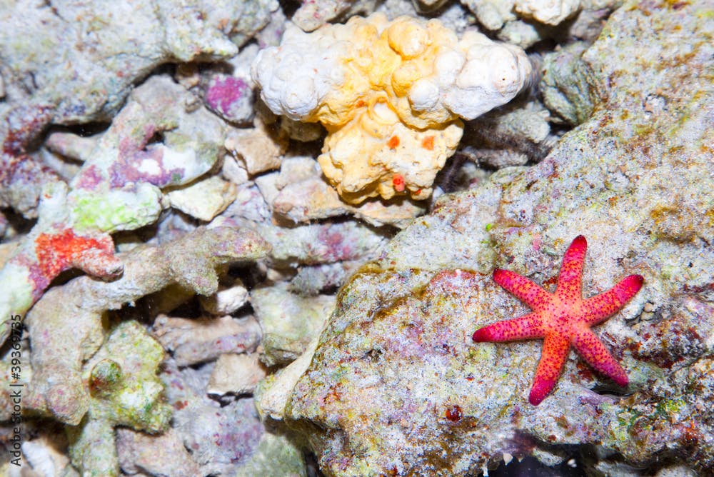 Sea star in the coral reef, Bali sea, Indonesia
