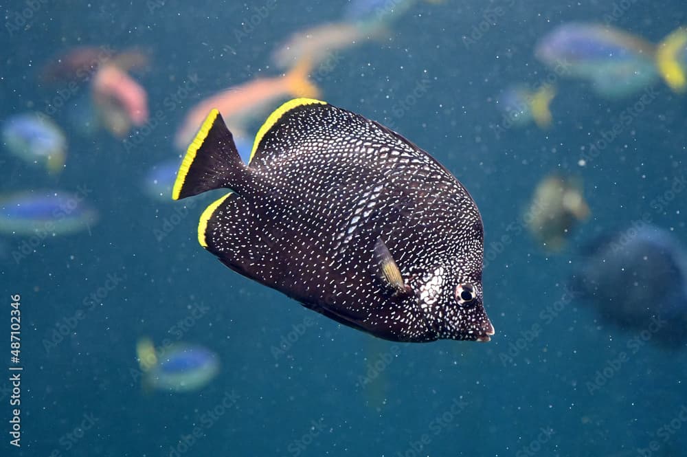 水中を泳ぐユウゼン