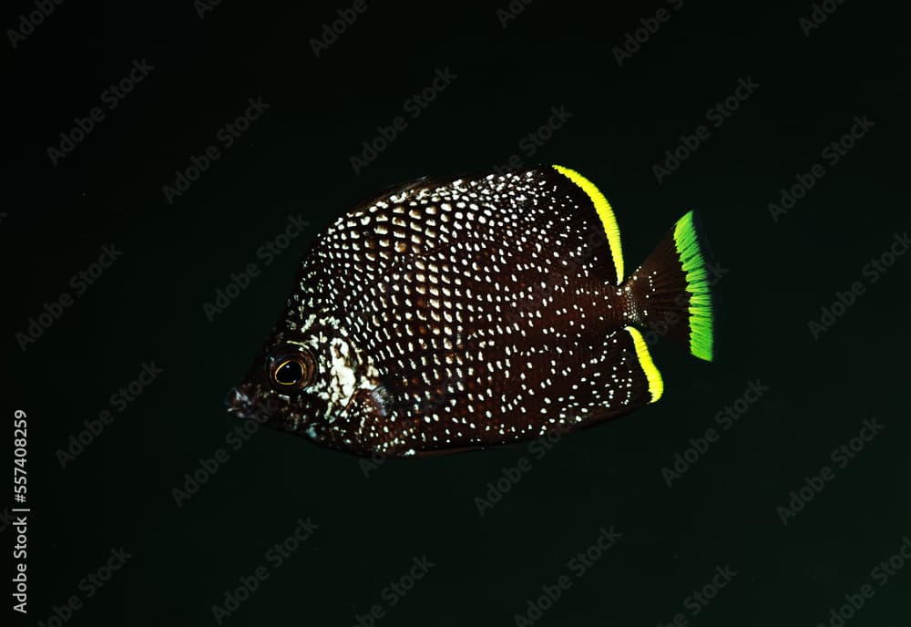 Beautiful Wrought Iron Butterflyfish (Chaetodon daedalma) from Japanese waters near Izu Penninsula