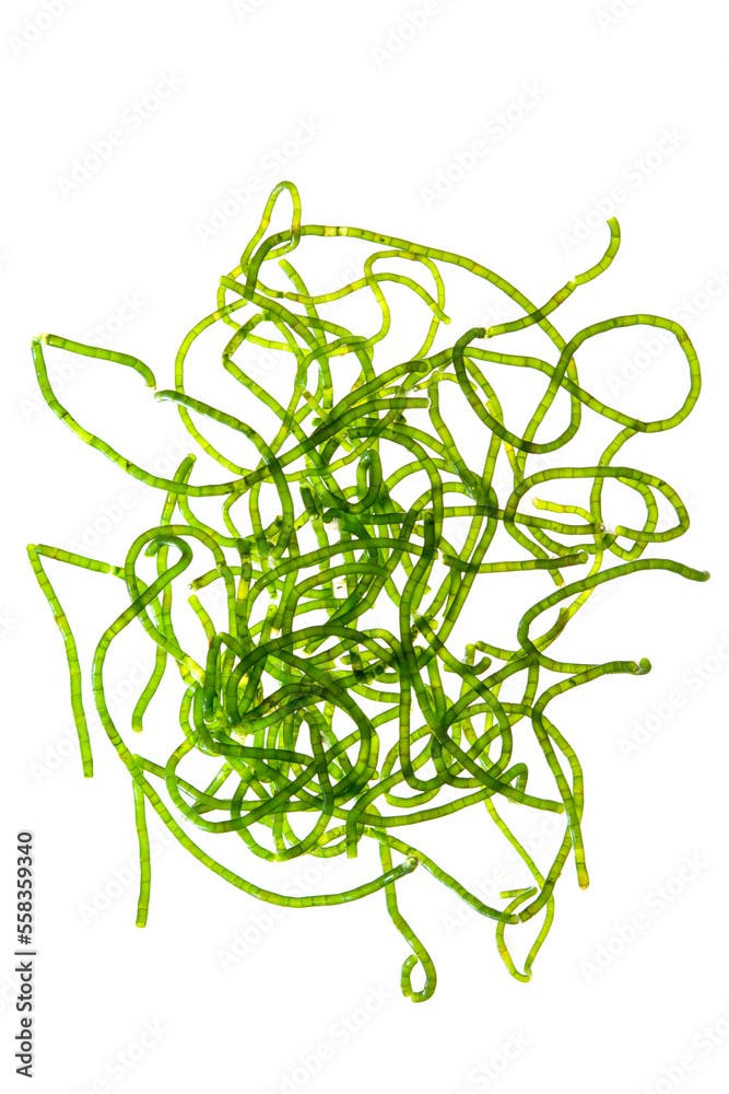 green steel wire algae (Chaetomorpha linum) isolated on white.