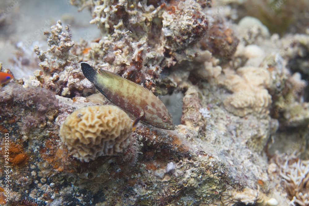 Halfspotted Hind in Red Sea