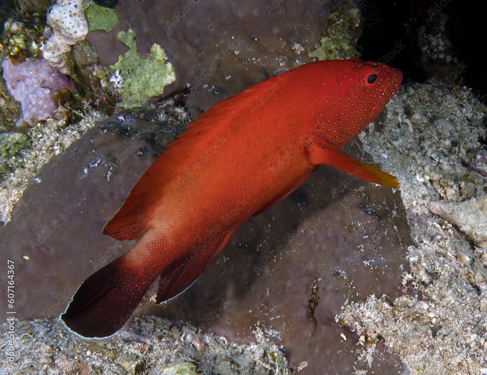 
A Halfspotted Grouper (Cephalopholis hemistiktos) in the Red Sea, Egypt