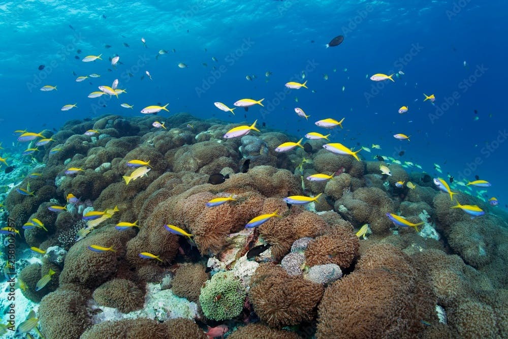 Yellowback fusiliers (Caesio xanthonotus) swimming over Goniopora coral (Goniopora lobata), Lhaviyani Atoll, Maldives, Asia