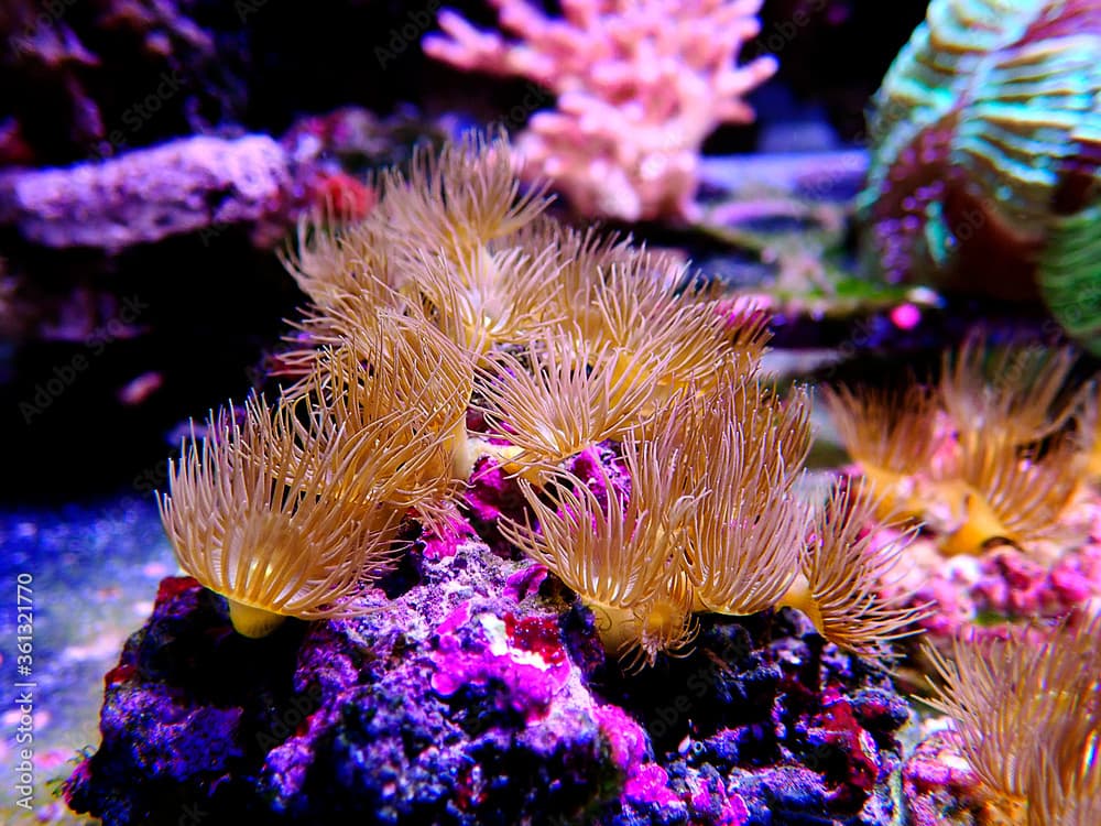 Yellow Parazoanthus Polyps (Parazoanthus gracilis)