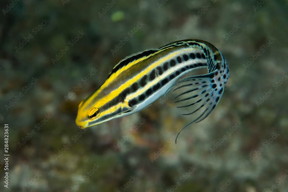 Marine life, Liuqiu island, Taiwan