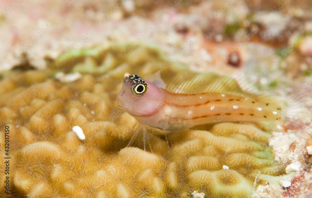 Three striped blenny on coral.