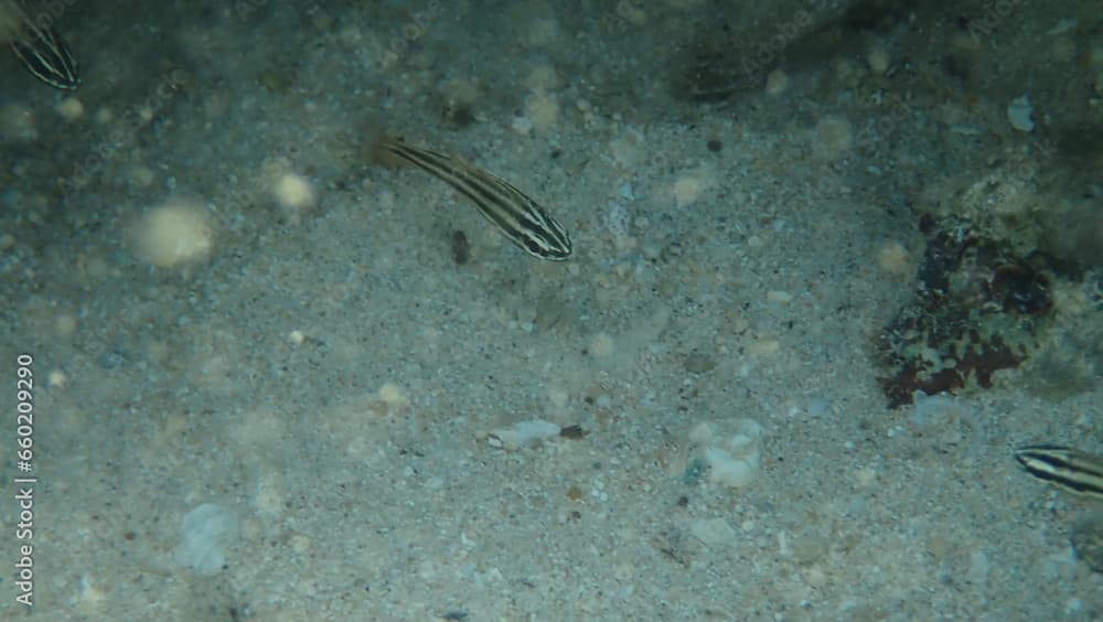 海を泳ぐ魚、Striped poison-fang blenny