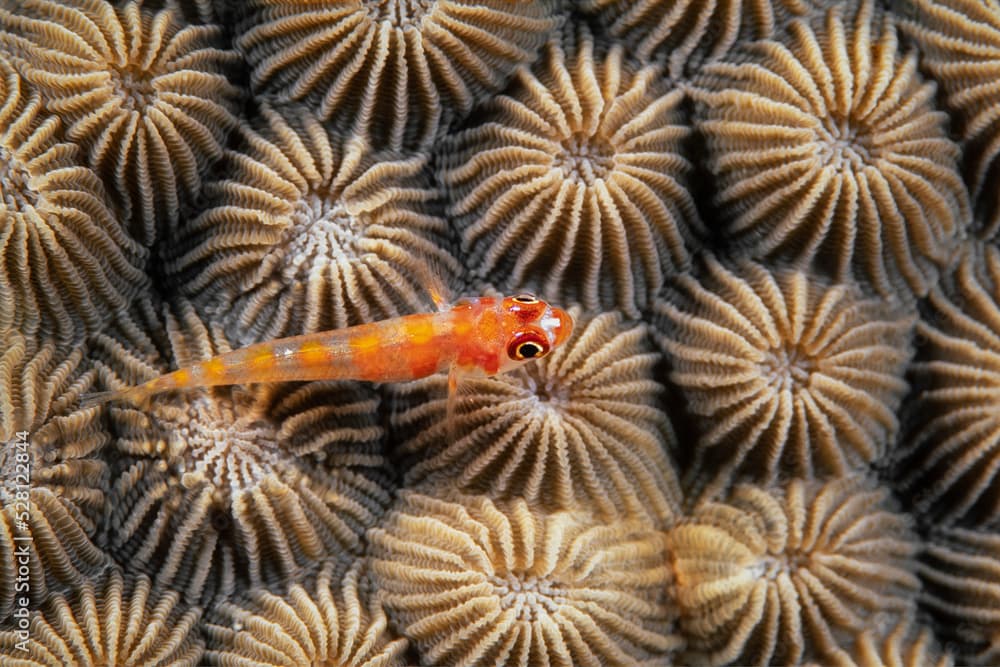 Red-spotted dwarfgoby, trimma rubromaculatus, Palau, Micronesia