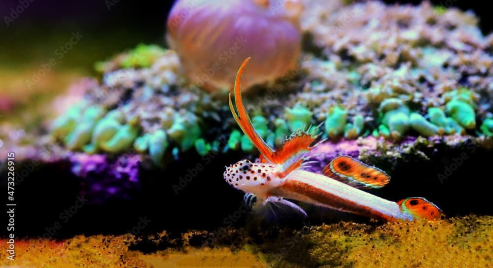 Flaming Prawn Goby - Discordipinna griessingeri