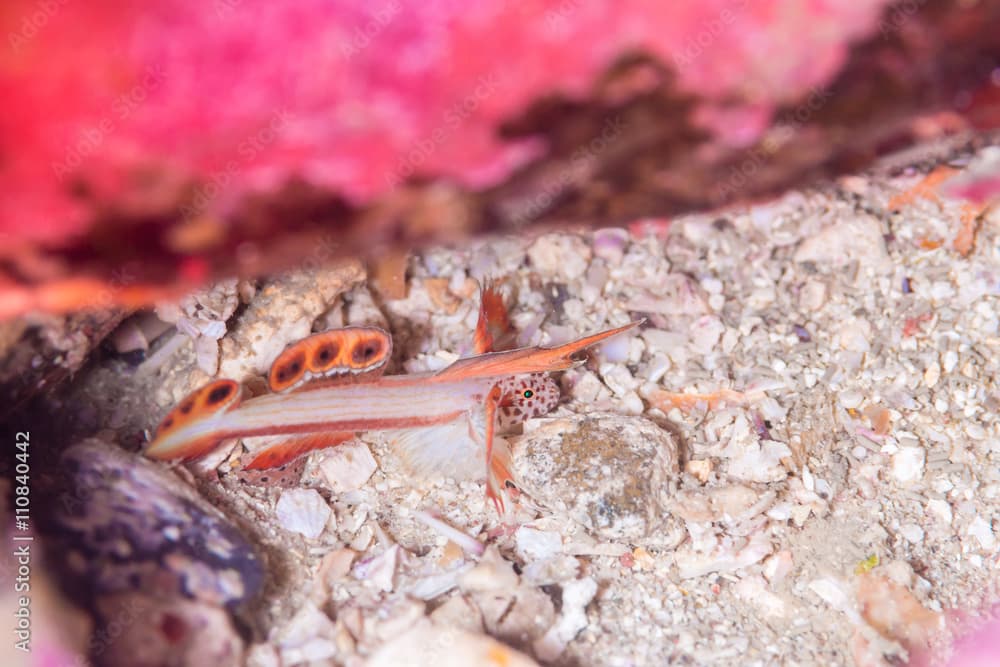 Spikefin goby