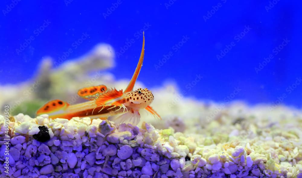 Spikefin Goby - Discordipinna griessingeri