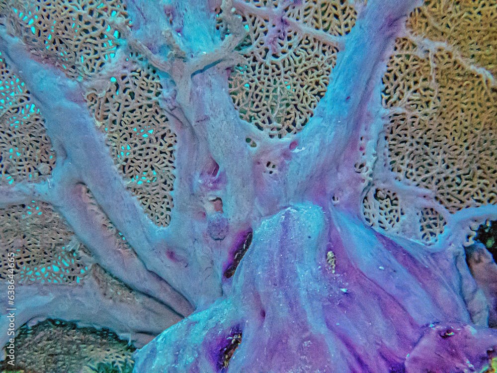 Gorgonia flabellum,Venus fan