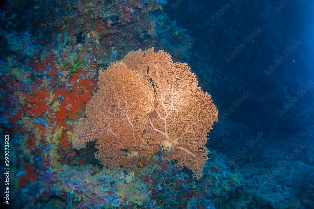 Gorgonia flabellum, venus fan - Beautiful hard and soft corals of the Maldives coral reefs