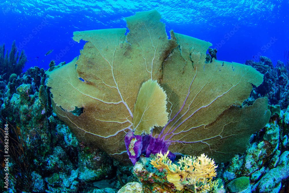 Venus fan (Gorgonia flabellum), Caribbean, venezuela - Los roques