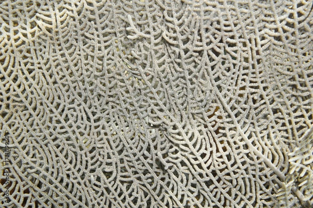 Close up of venus sea fan soft coral, Gorgonia flabellum, Caribbean sea