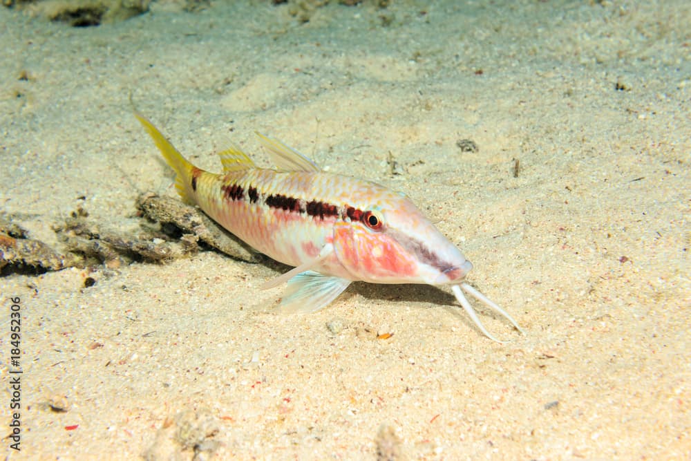 Red sea goatfish