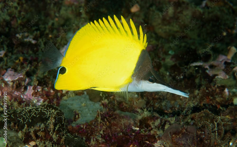 Big longnose butterflyfish, Forcipiger longirostris, Sulawesi Indonesia.