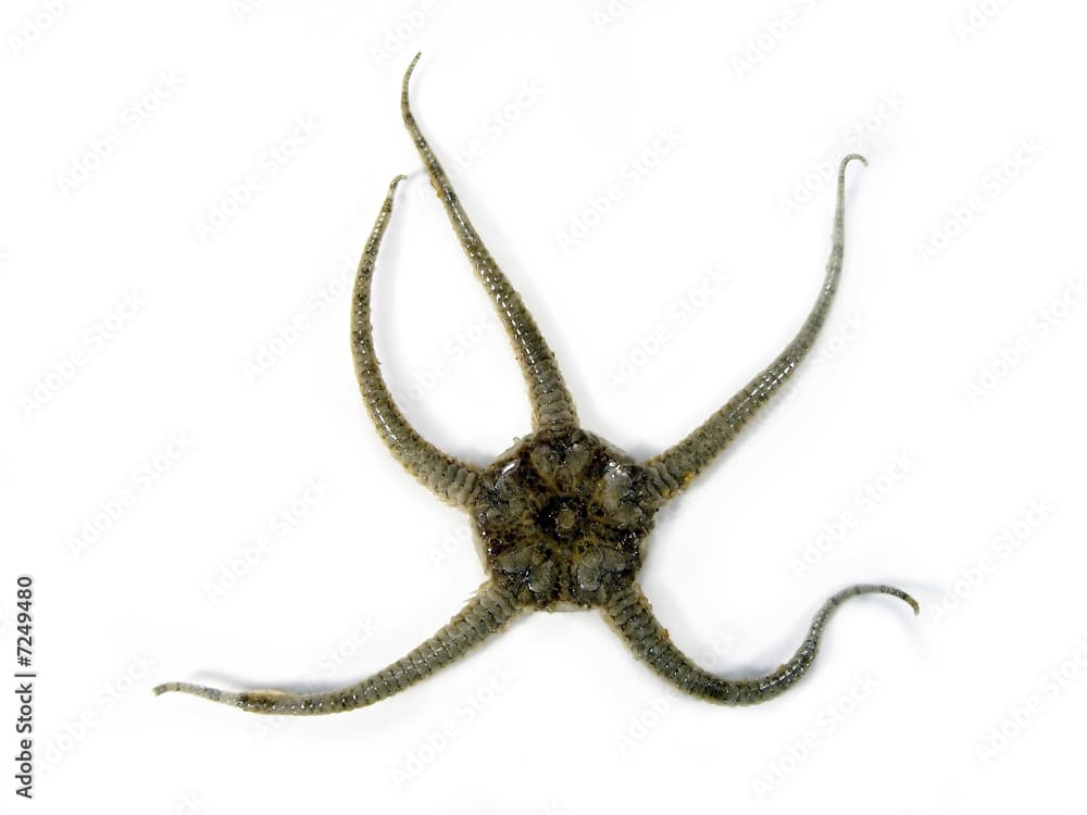 Brittle star