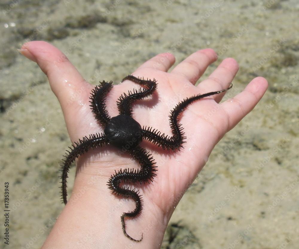 Brittle star (ophiuroidea)