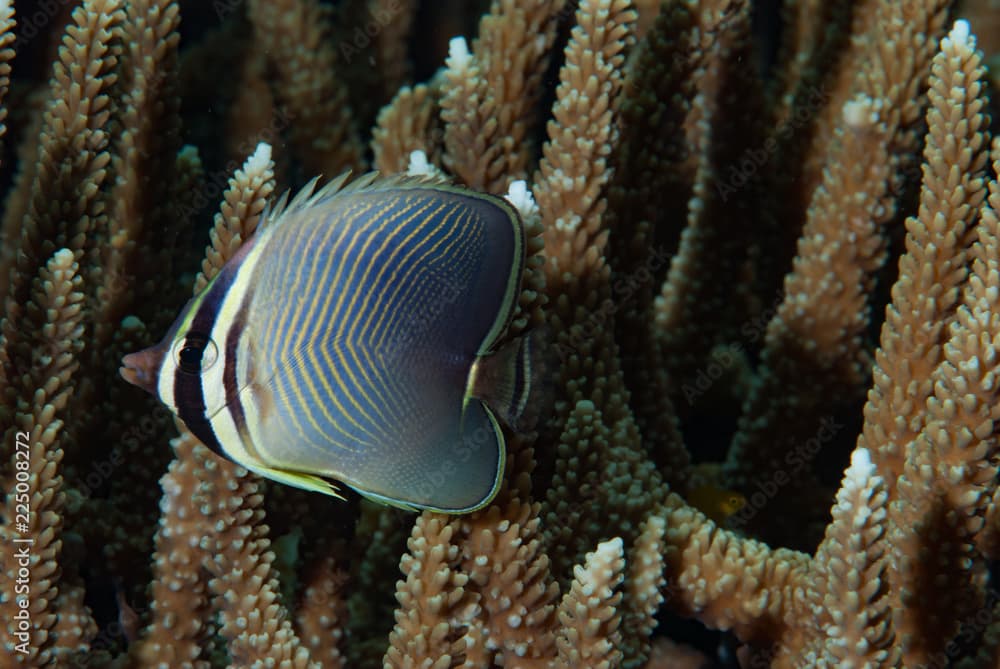 Eastern Triangular Butterflyfish Chaetodon baronessa