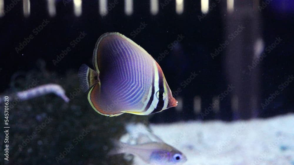 Eastern triangle butterflyfish