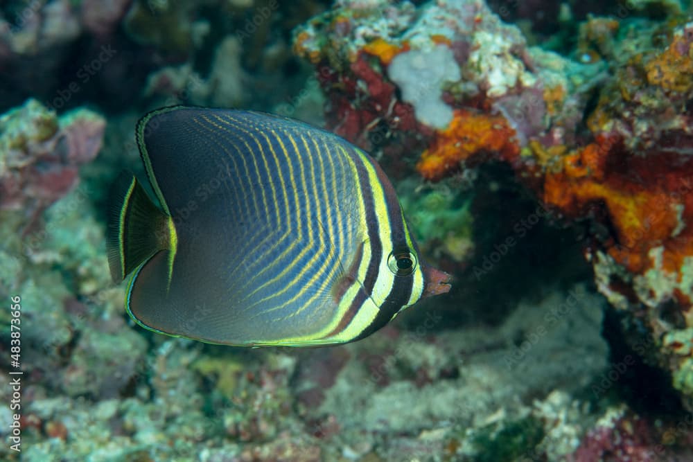 Pesce farfalla, Chaetodon baronessa, con barriera corallina sullo sfondo