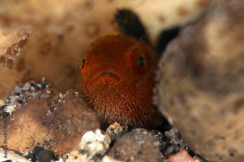 Redhead Stylophora Goby  (Paragobiodon echinocephalus) in Lembeh Strait, Indonesia
