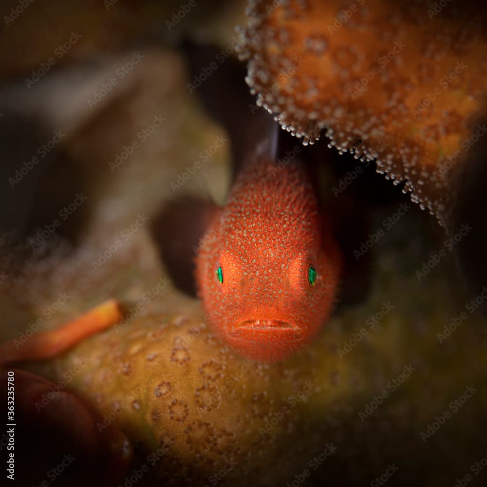 Redhead Stylophora Goby (Paragobiodon echinocephalus). Underwater macro photography from Aniilao, Philippines