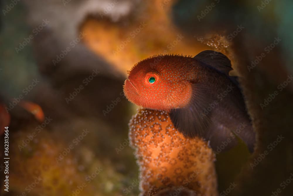 Redhead Stylophora Goby (Paragobiodon echinocephalus). Underwater macro photography from Aniilao, Philippines