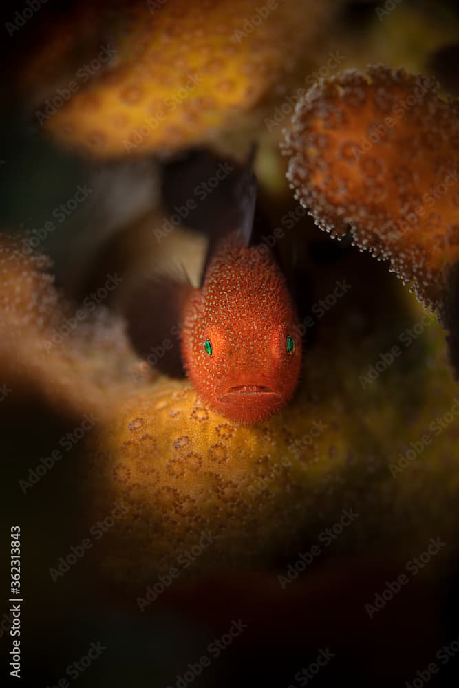 Redhead Stylophora Goby (Paragobiodon echinocephalus). Underwater macro photography from Aniilao, Philippines