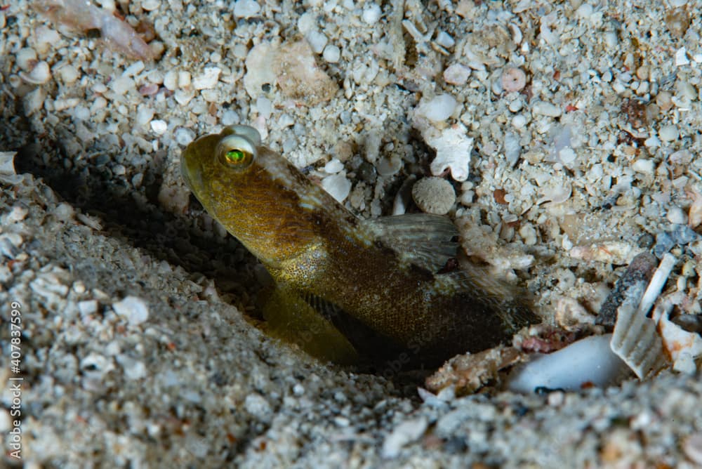 Black Shrimp-Goby Cryptocentrus fasciatus