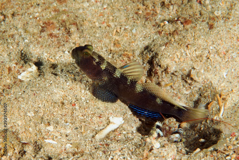 Barred Shrimpgoby, Cryptocentrus fasciatus, Sulawesi Indonesia.