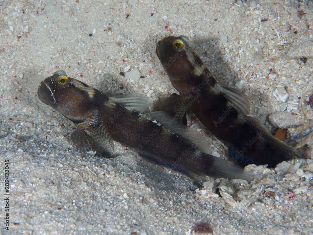 Y-bar shrimp goby