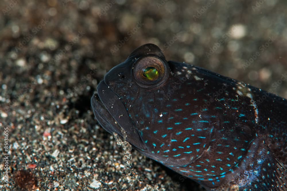 scuba diving lembeh indonesia underwater barred shrimpgoby