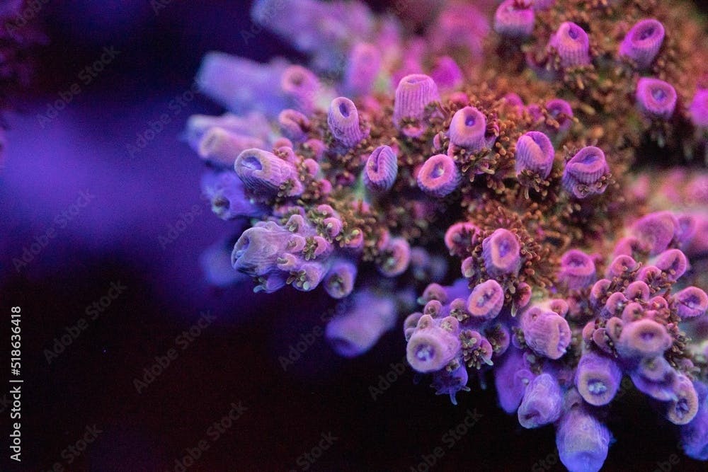 Closeup shot of acropora tenuis corals underwater