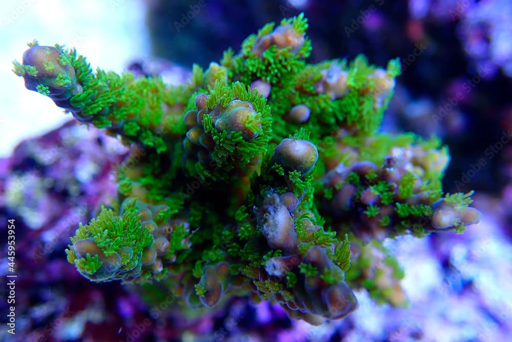 Acropora tenuis colorful sps coral is famous in stock exchange worldwide