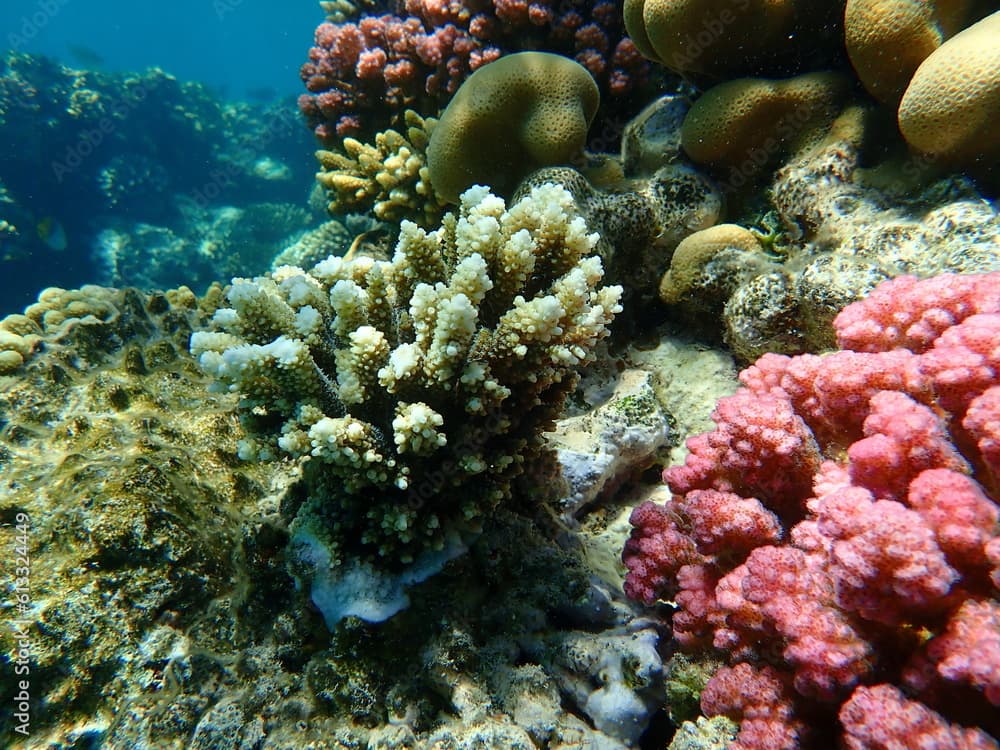 Polyp stony coral Acropora tenuis undersea, Red Sea, Egypt, Sharm El Sheikh, Nabq Bay