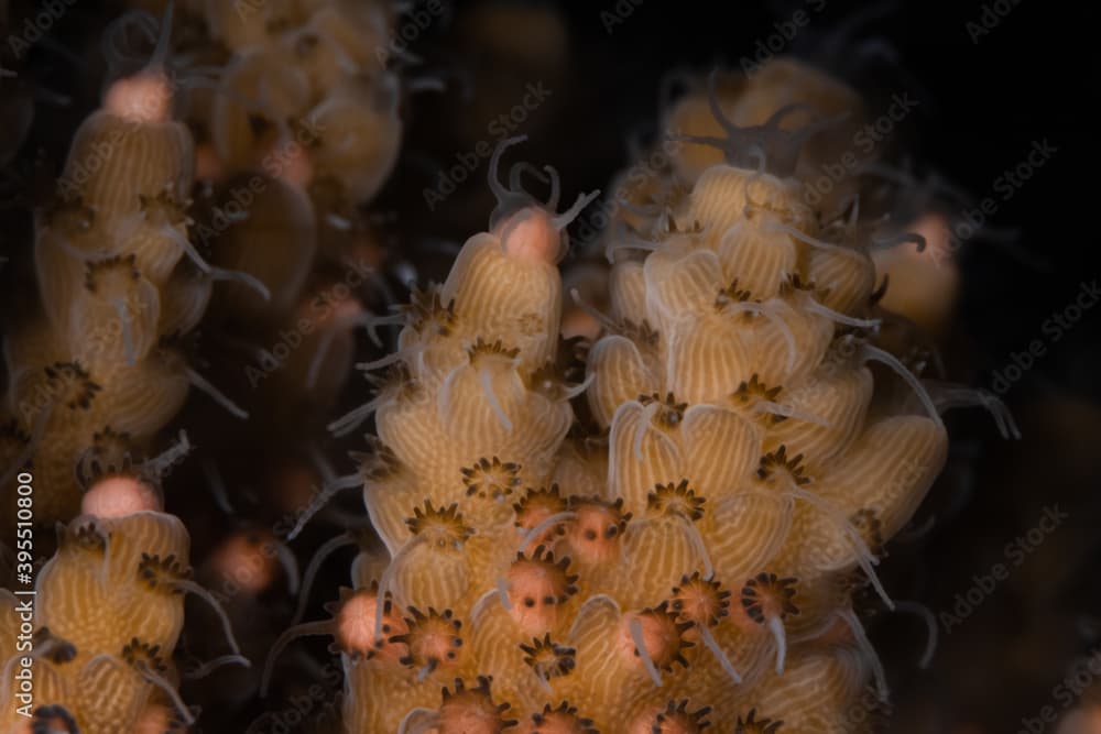 Egg-sperm bundles before spawning of Acropora tenuis