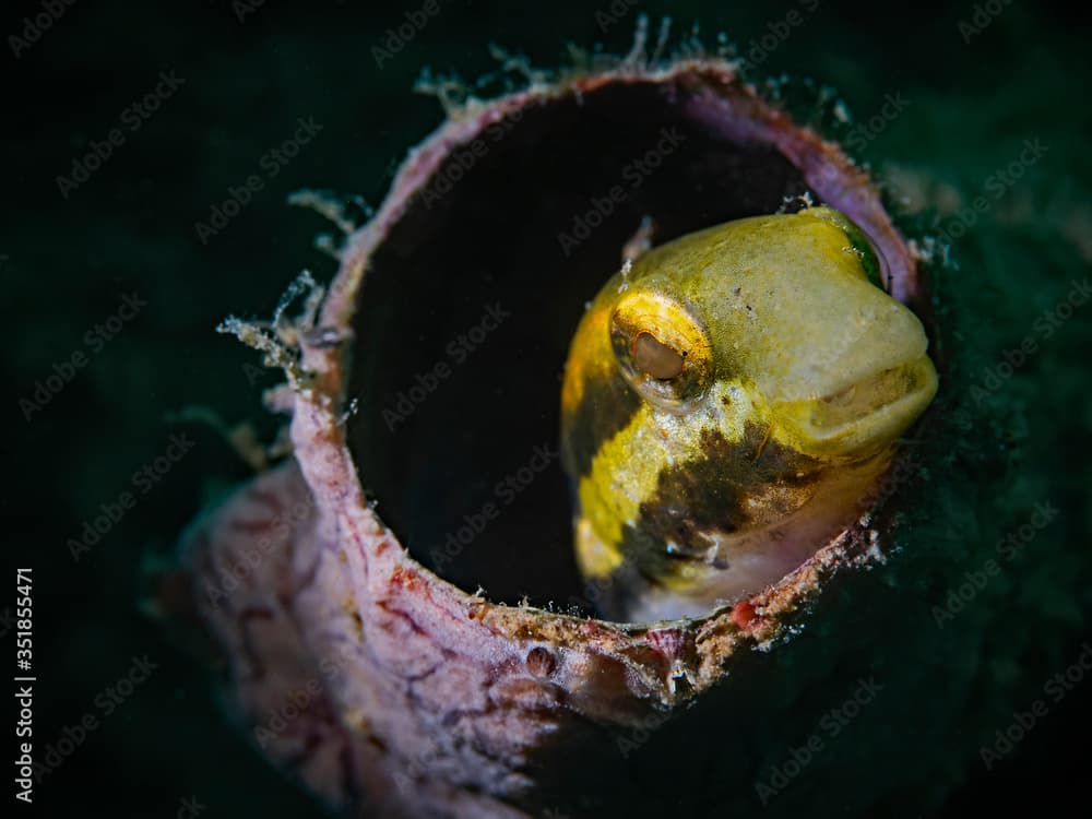 Striped Fangblenny, Streifen-Säbelzahnschleimfisch (Meiacanthus lineatus)