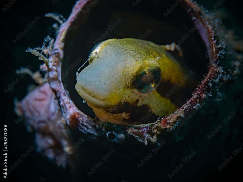 Striped Fangblenny, Streifen-Säbelzahnschleimfisch (Meiacanthus lineatus)