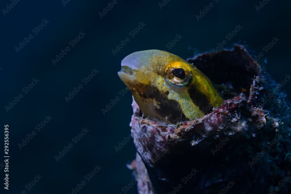 Striped Fangblenny, Streifen-Säbelzahnschleimfisch (Meiacanthus lineatus)