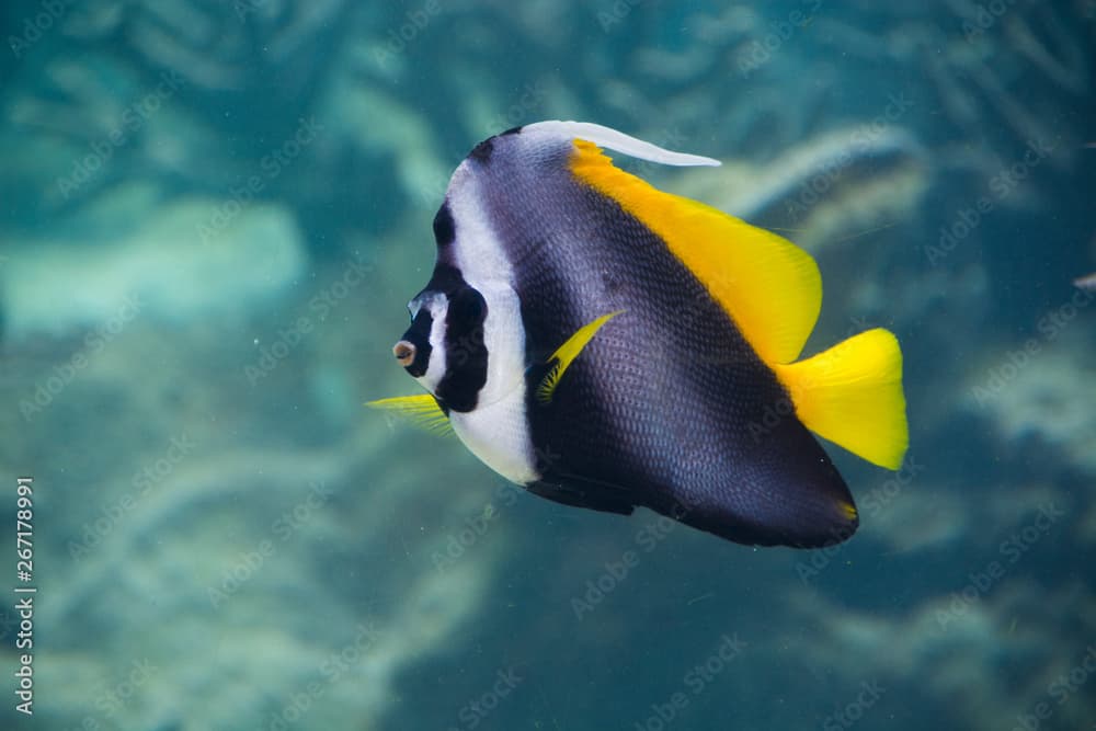 Singular bannerfish (Heniochus singularius) is black, white and yellow big butterflyfish in Palau, Pacific