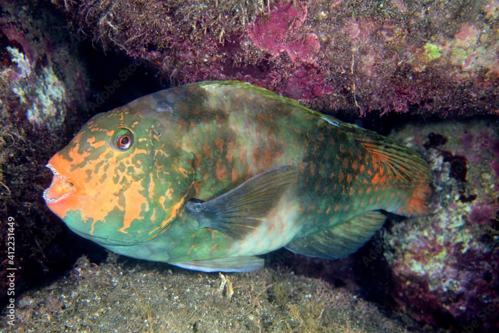 Japanese parrotfish · Calotomus japonicus · Reeflings Library