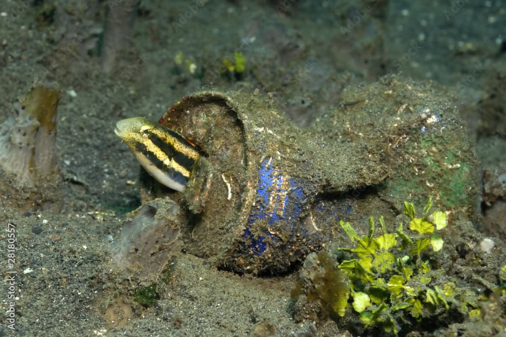 Blenny in Getränkedose